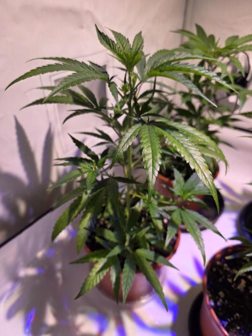 CAKE AND PUNCH Stecklinge. Week 4