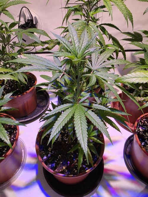 CAKE AND PUNCH Stecklinge. Week 4