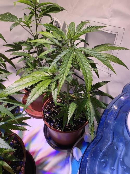 CAKE AND PUNCH Stecklinge. Week 4