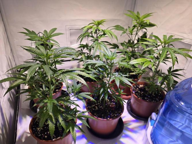 Mandarin Cookies Steckling. Week 4