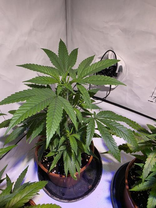 Mandarin Cookies Steckling. Week 4