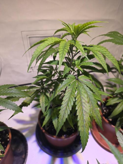 Mandarin Cookies Steckling. Week 4