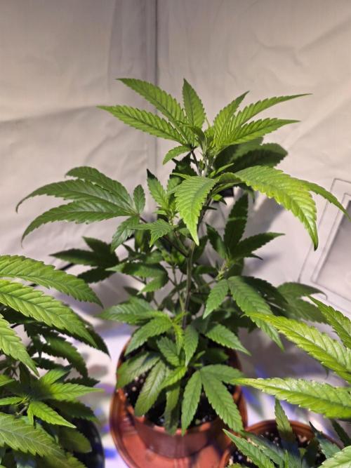 Mandarin Cookies Steckling. Week 4