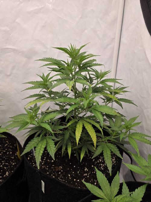 CAKE AND PUNCH Stecklinge. Week 5