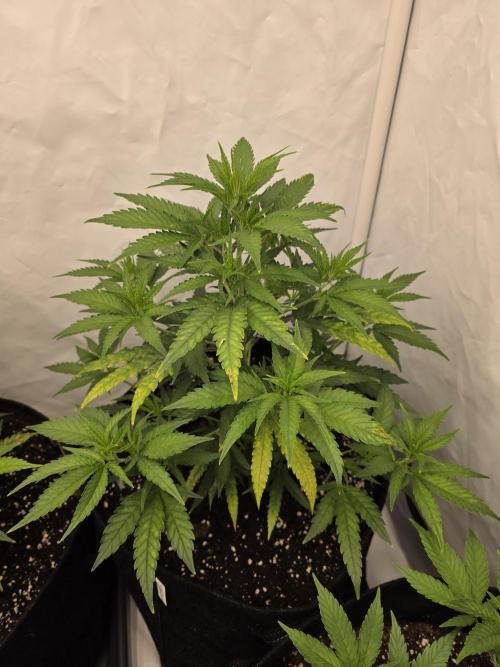 CAKE AND PUNCH Stecklinge. Week 5