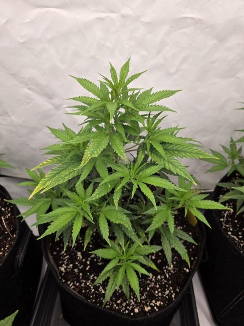 CAKE AND PUNCH Stecklinge. Week 5