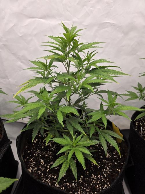 CAKE AND PUNCH Stecklinge. Week 5