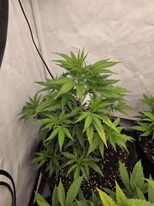 CAKE AND PUNCH Stecklinge. Week 5