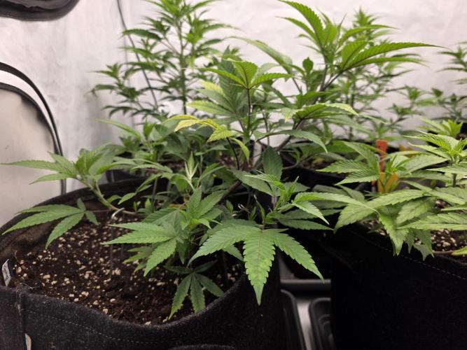 Mandarin Cookies Steckling. Week 5