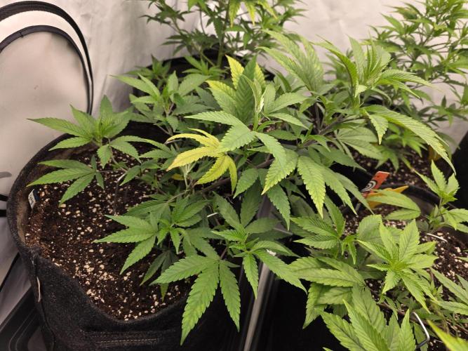 Mandarin Cookies Steckling. Week 5