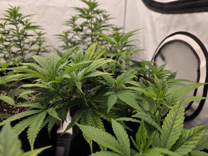 Mandarin Cookies Steckling. Week 5