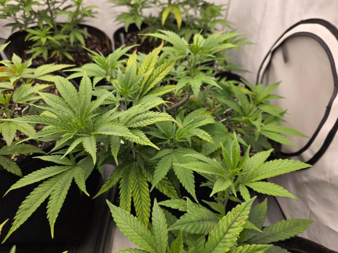 Mandarin Cookies Steckling. Week 5