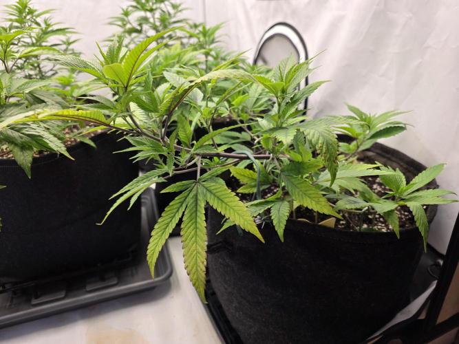 Mandarin Cookies Steckling. Week 5