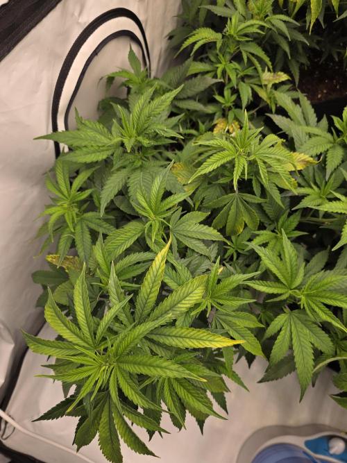 Mandarin Cookies Steckling. Week 6