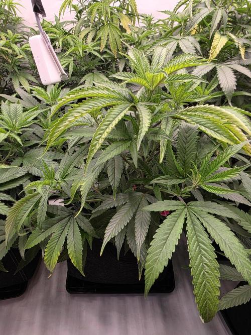 Mandarin Cookies Steckling. Week 6