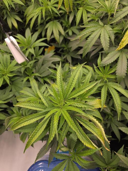 Mandarin Cookies Steckling. Week 6