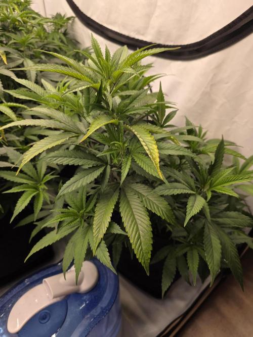 Mandarin Cookies Steckling. Week 6