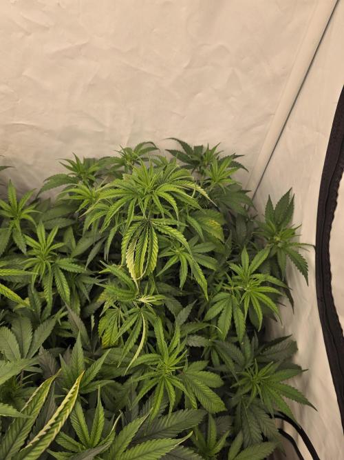 CAKE AND PUNCH Stecklinge. Week 6