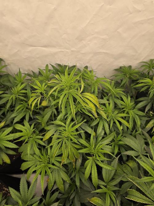 CAKE AND PUNCH Stecklinge. Week 6