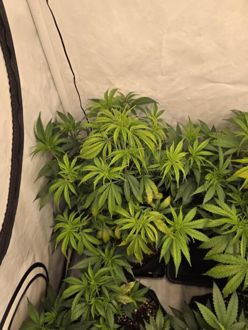 CAKE AND PUNCH Stecklinge. Week 6