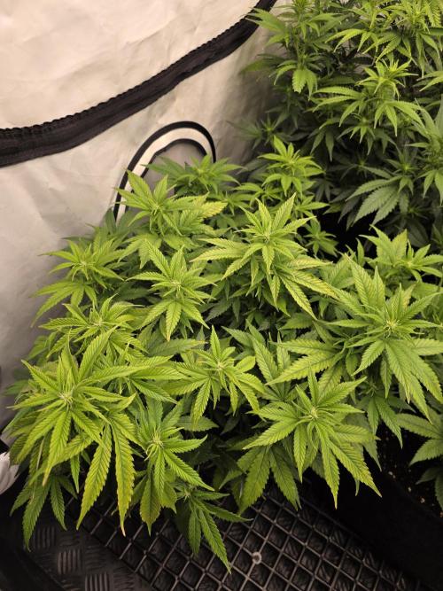 Mandarin Cookies Steckling. Week 7