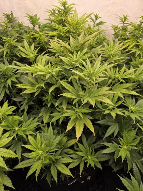 Mandarin Cookies Steckling. Week 7