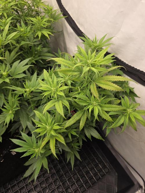 Mandarin Cookies Steckling. Week 7