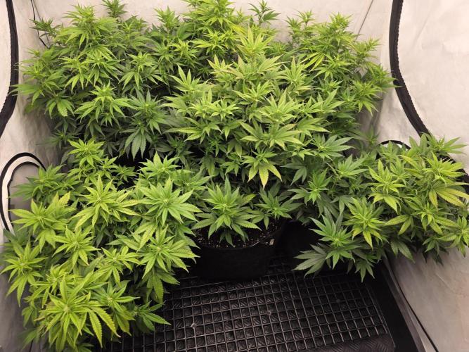 Mandarin Cookies Steckling. Week 7