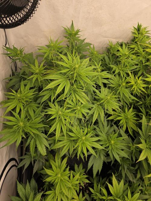 CAKE AND PUNCH Stecklinge. Week 7