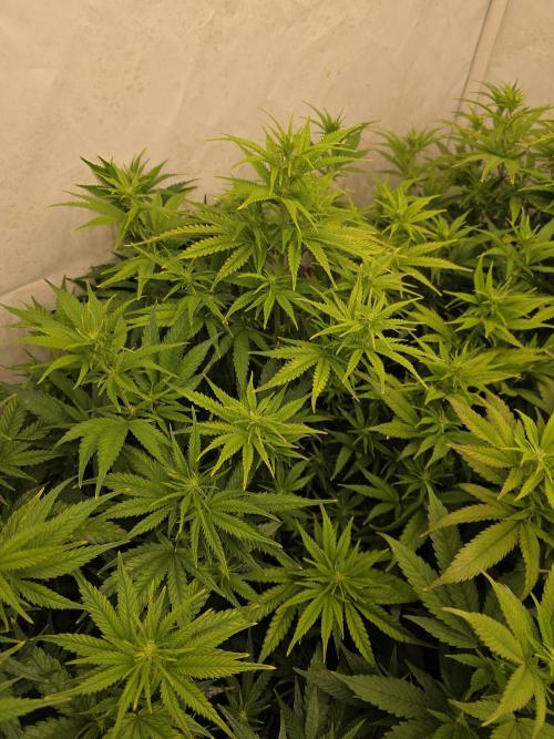 CAKE AND PUNCH Stecklinge. Week 7