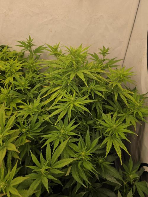 CAKE AND PUNCH Stecklinge. Week 7