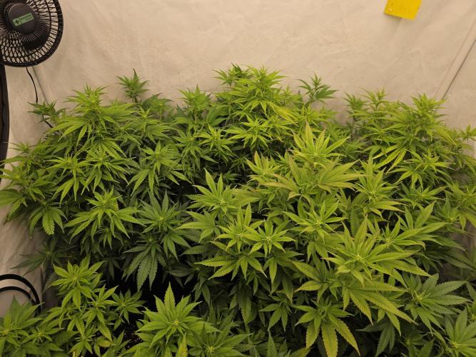 CAKE AND PUNCH Stecklinge. Week 7