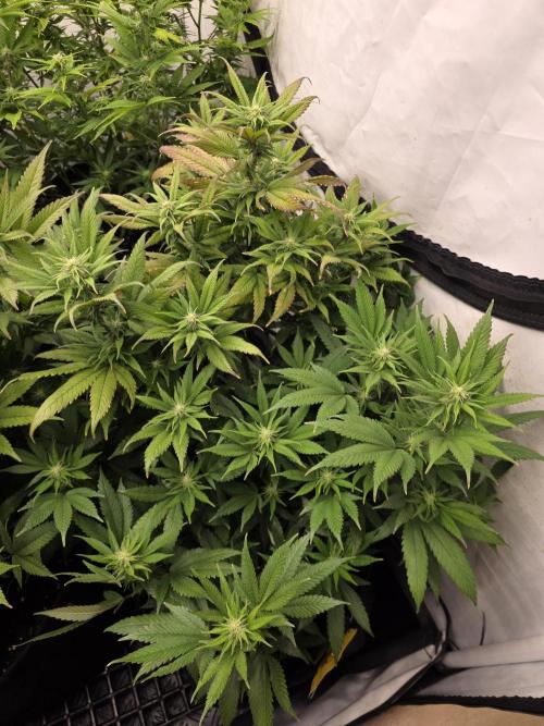 Mandarin Cookies Steckling. Week 8