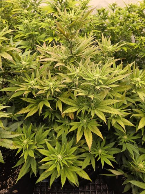 Mandarin Cookies Steckling. Week 8