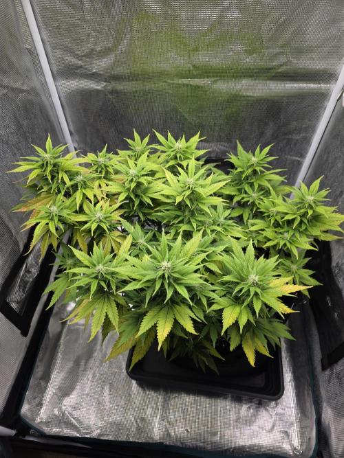 Mandarin Cookies Steckling. Week 8