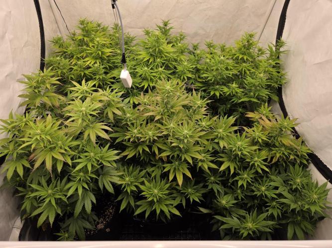 Mandarin Cookies Steckling. Week 8