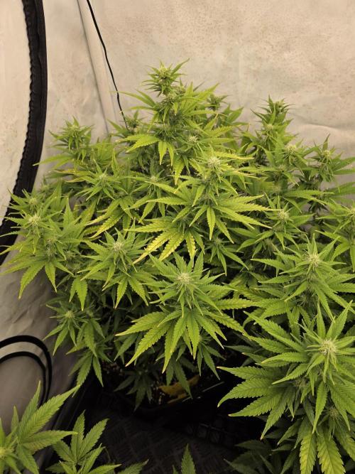 CAKE AND PUNCH Stecklinge. Week 8