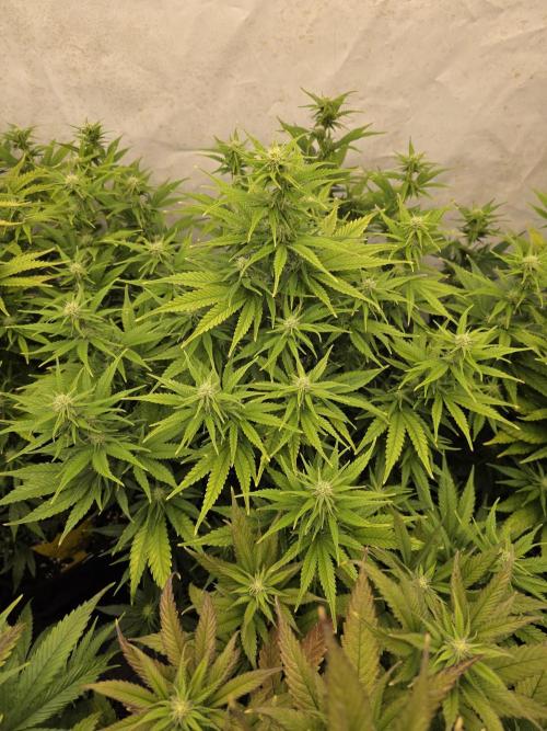 CAKE AND PUNCH Stecklinge. Week 8