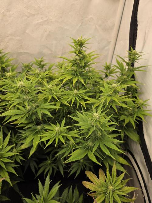 CAKE AND PUNCH Stecklinge. Week 8