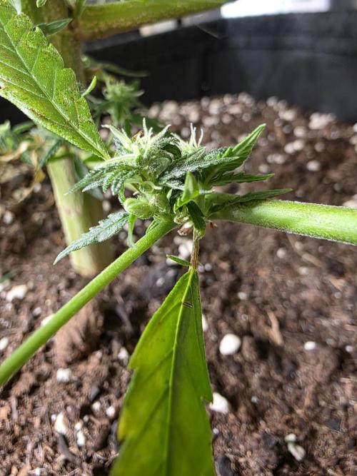 CAKE AND PUNCH Stecklinge. Week 9