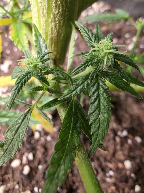 CAKE AND PUNCH Stecklinge. Week 9