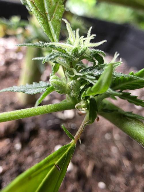 CAKE AND PUNCH Stecklinge. Week 9