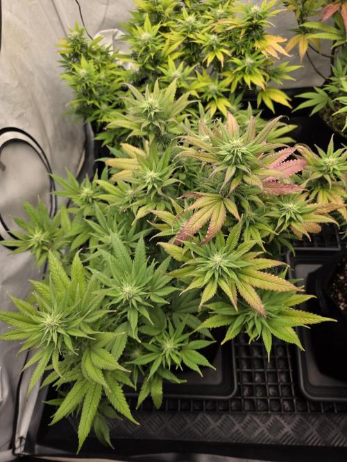 Mandarin Cookies Steckling. Week 9