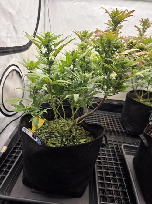 Mandarin Cookies Steckling. Week 9