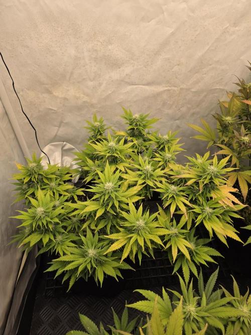 Mandarin Cookies Steckling. Week 9