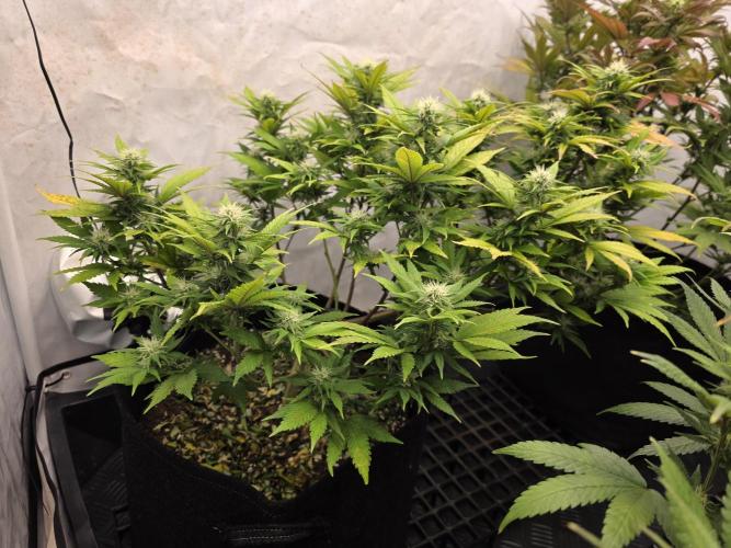 Mandarin Cookies Steckling. Week 9