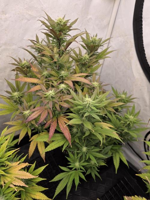 Mandarin Cookies Steckling. Week 9