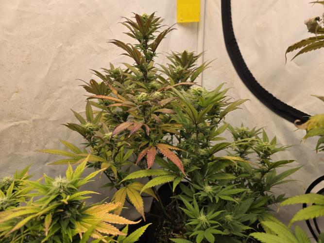 Mandarin Cookies Steckling. Week 9