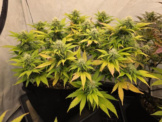 Mandarin Cookies Steckling. Week 10