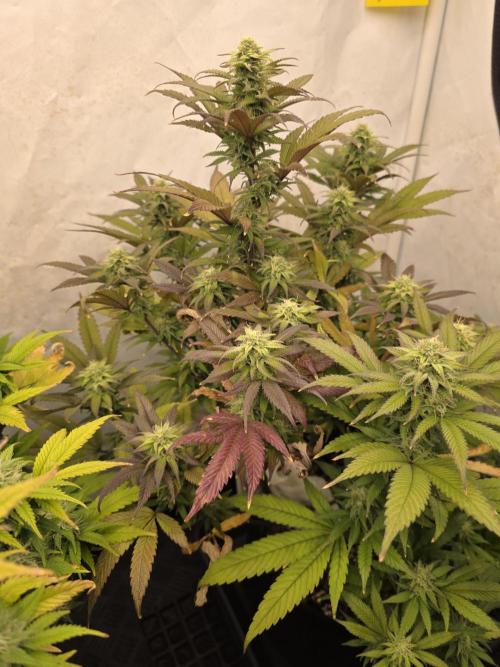 Mandarin Cookies Steckling. Week 10